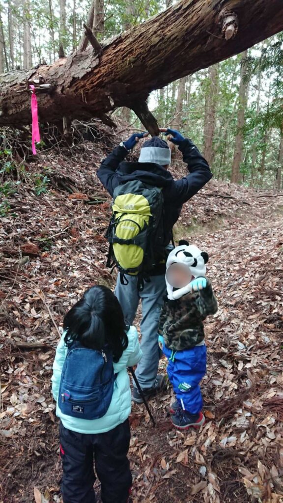 登山道をまたぐ大きな倒木の下で、枝に刺さっているように見えるポーズをとるパパと、それを見る3歳の息子と6歳の娘。左の木にはピンクの目印テープ