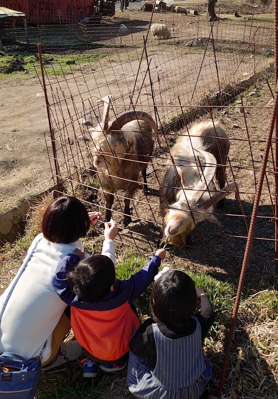 牧場で柵越しにヤギへ草をあげる子どもたち